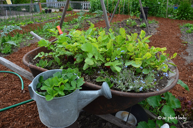 Themed Gardens: Children's, Enabling, Native & Vegetable