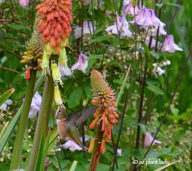 hummingbird 