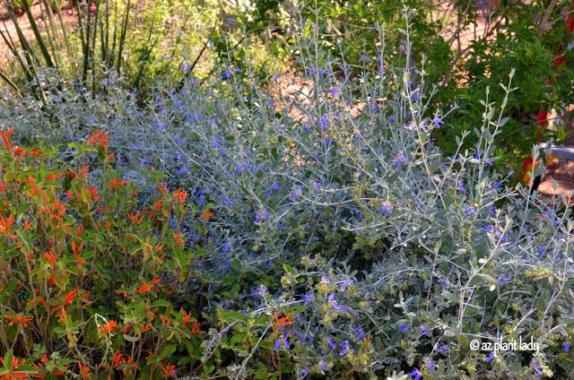 Mexican Honeysuckle (Justicia spicigera) and Shrubby Germander 'Azurea' (Teucrium fruticans 'Azurea') 