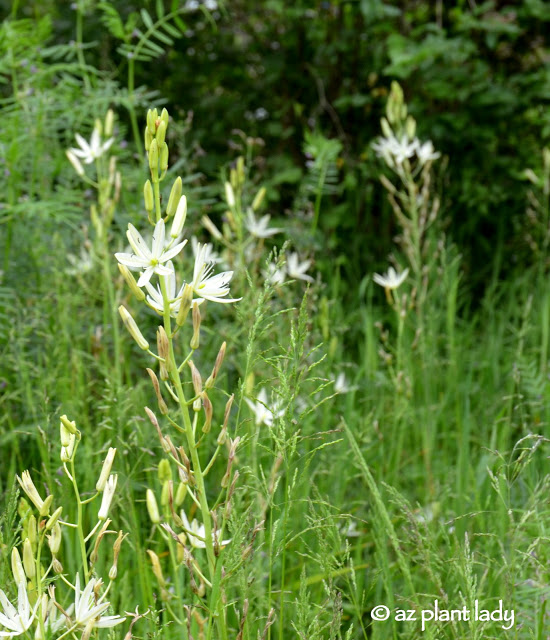 Meadow Garden.