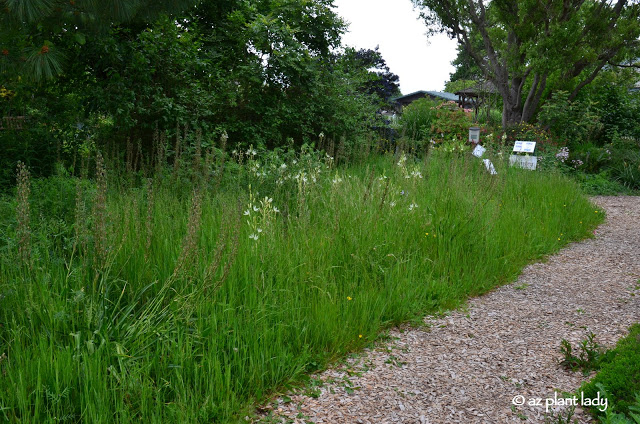 Meadow Garden.