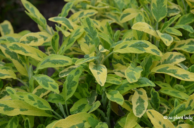 variegated sage