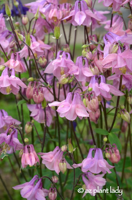 Columbine