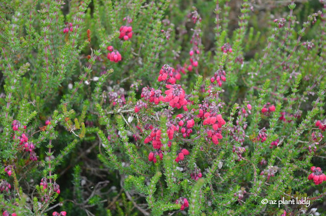 Heather Garden