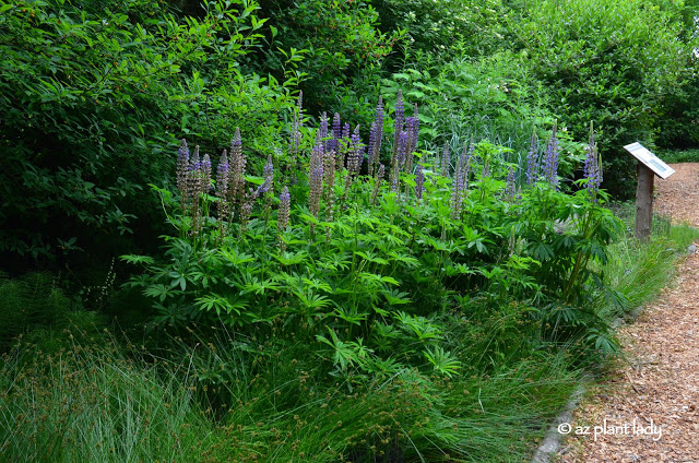 Native Plant Garden