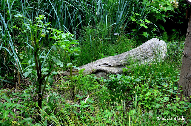 Themed Gardens: Children's, Enabling, Native & Vegetable