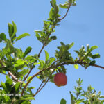 anna_apple_tree