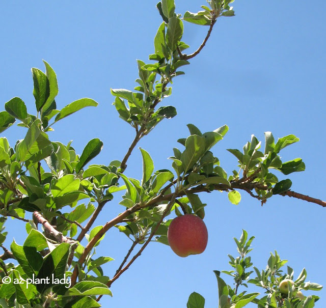 'Anna' and 'Dorsett Golden' apple trees