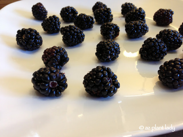 Blackberries, Jars and a Young Helper