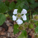 blackberry_flower