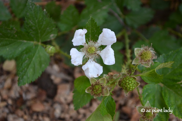 Blackberries, Jars and a Young Helper