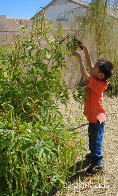 hand pruners