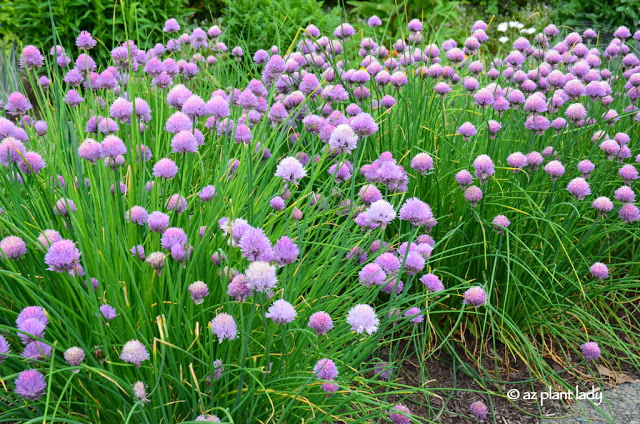 Flowering Garlic Chives