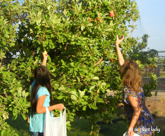 family farm