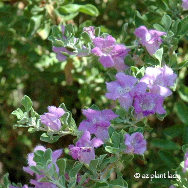 Langman's Sage (Leucophyllum langmaniae)