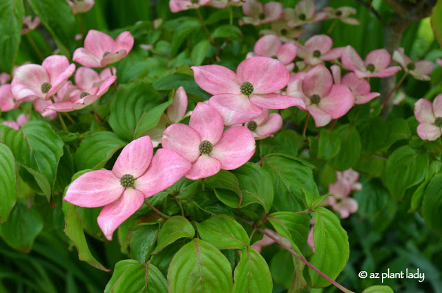 Pink Dogwood