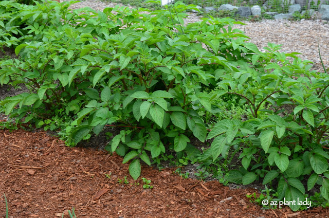 Themed Gardens: Children's, Enabling, Native & Vegetable