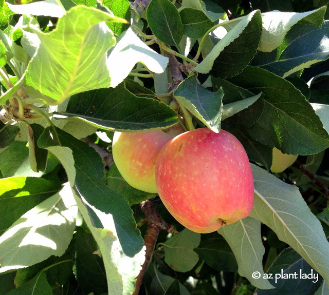 June is apple harvesting time in the desert