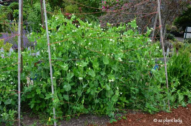 Themed Gardens: Children's, Enabling, Native & Vegetable