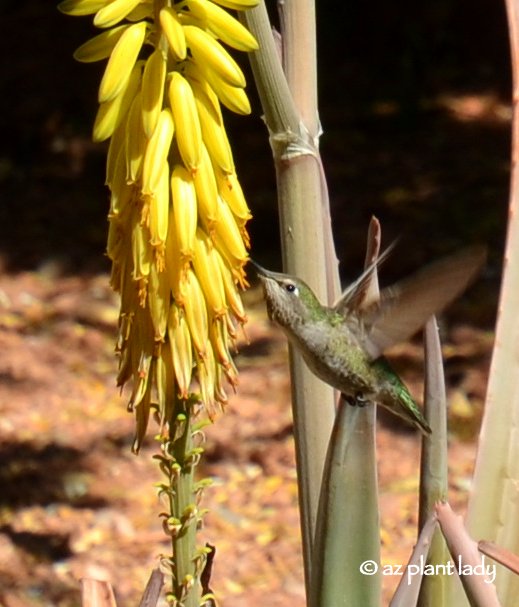 Hummingbird feeding from the yellow flower of aloe vera.