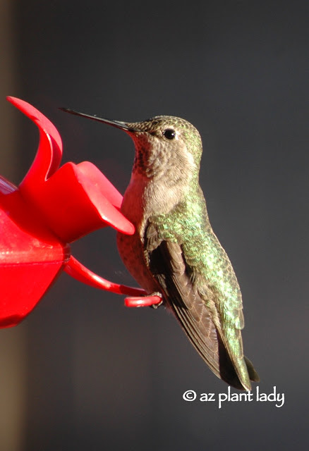 Female Anna's hummingbird at my feeder