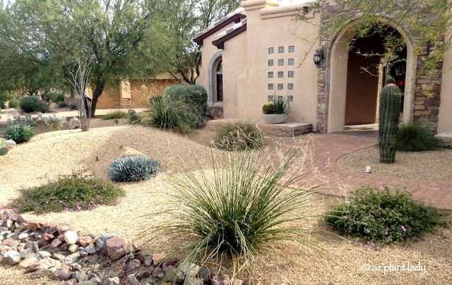 ornamental grasses