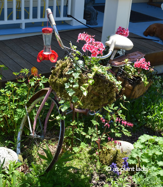  container plants