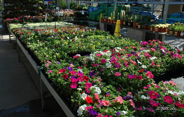 Big Box Store plant shop