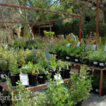 local Plant Nursery