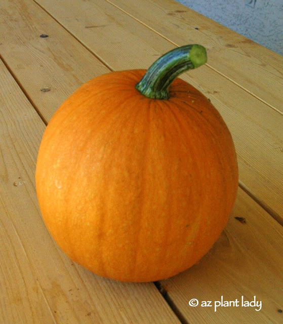 calabaza 