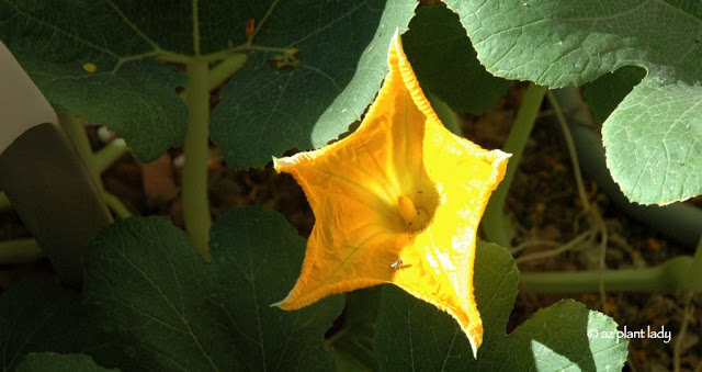 Male pumpkin flower