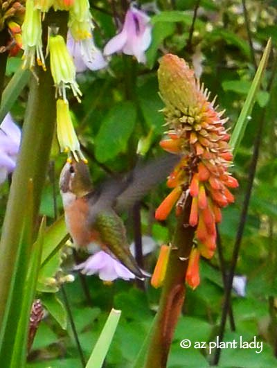 Rufous hummingbird feeding from the flower of a red hot poker plant