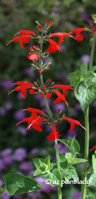 Salvia coccinea