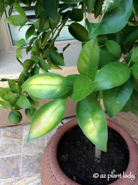 sunburned citrus leaves