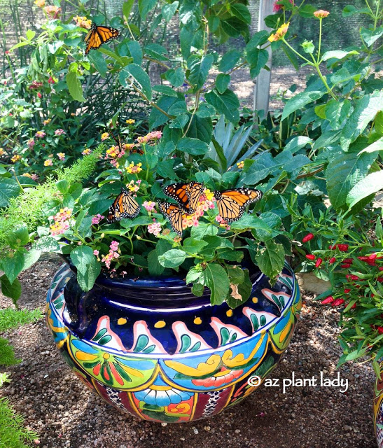 hummingbird attracting plants