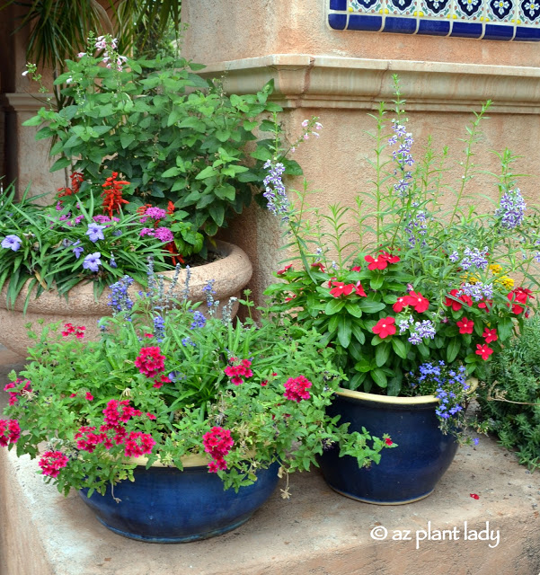 hummingbird container garden