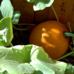 growing pumpkins