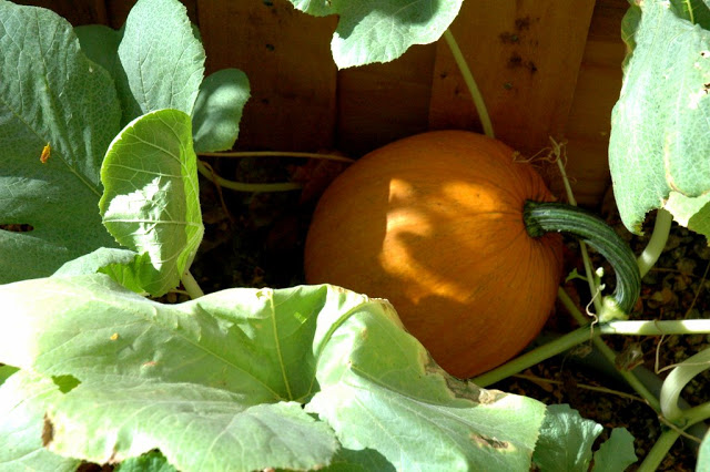 The first pumpkin I ever grew