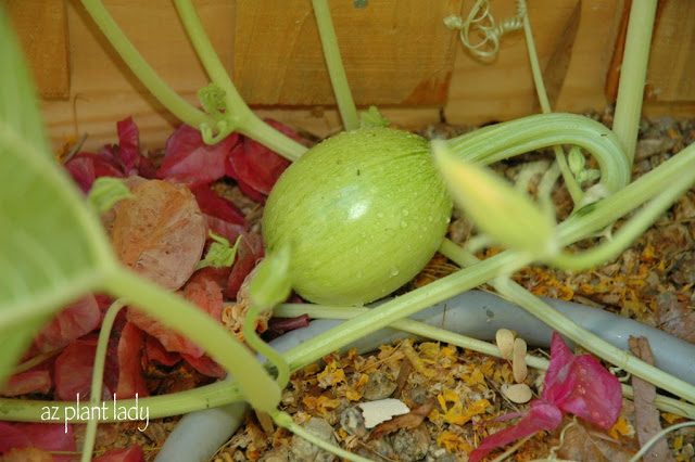  croissance de jeunes citrouilles