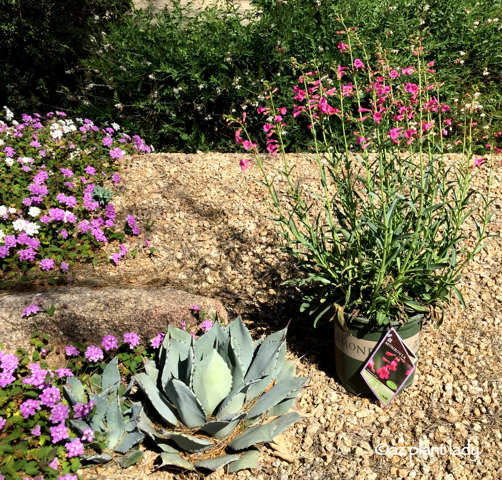 Parry's Penstemon from plant nursery