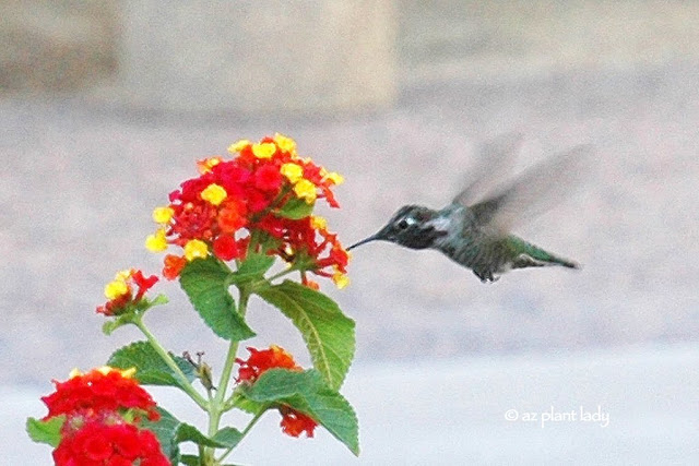 Young hummingbird feeding from a lantana flower. 