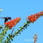 hummingbird_ocotillo_flower