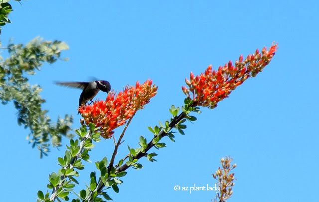 Hummingbird feeding from an ocotillo flower