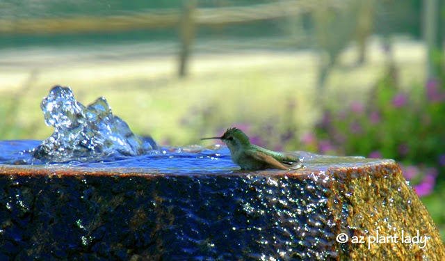 Hummingbirds love water