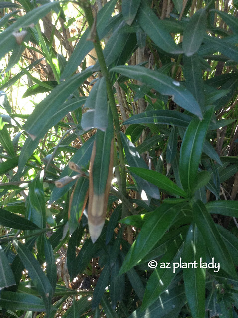 characteristics of oleander leaf scorch disease