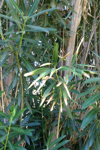 sign of oleander leaf scorch