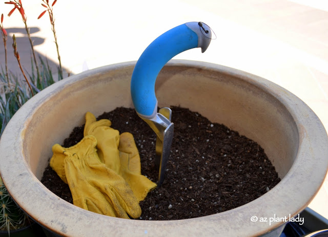 hummingbird container garden