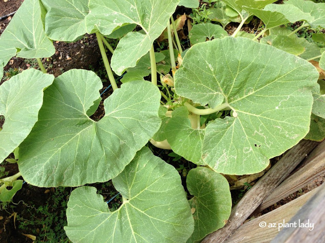 Zucca bianca 'Lumina' nascosta sotto le viti frondose