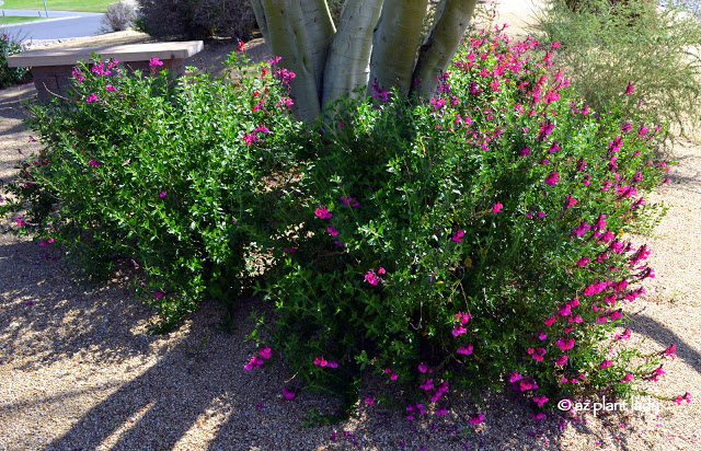 hummingbird container garden. 