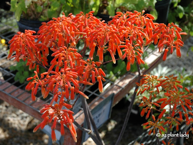 Soap aloe flowers